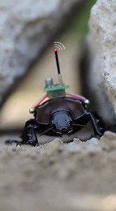 Researchers have developed remote-controlled cyborg beetles that could assist in search and rescue operations. By attaching tiny electronic controllers to the beetles’ nervous systems, scientists can guide their movement without harming them. Because beetles can crawl through debris, survive harsh conditions, and access tight spaces, they may reach trapped survivors where robots cannot. Important Details: • Live beetles fitted with micro-controllers • Movement guided remotely • Can access tight