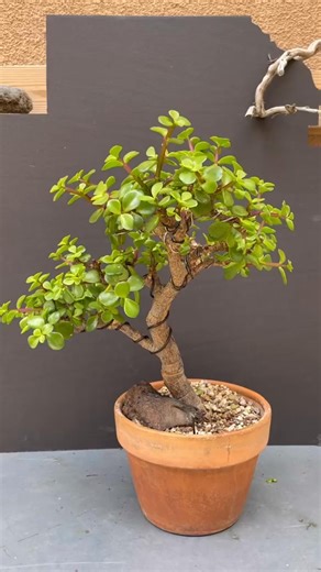 Routine trim on a portulacaria afra aka dwarf jade 🌳 #bonsaitok #trees #bonsaitree #plants #diy #MadewithKAContest #bonsai | Arichard Sublettfrank