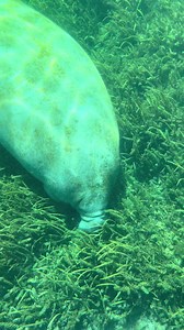 Divine the Manatee: Underwater Florida Nature Encounter