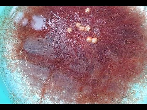 Cách Nuôi Giữ TRùn Chỉ Không Cần Oxi | Không Bao Giờ Chết | Thức Ăn Cho Cá Cảnh