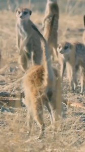 Exo Wildlife on Reels