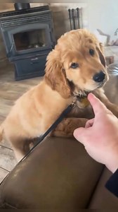 10K views · 230 reactions | Funny and cute dogs compilation (266)️ #SaturdaySale #FashionTrends #StyleInspo #ShopLocal #OOTD | Amazing Discoveries Shared | Facebook