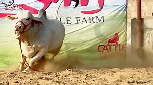 319K views · 10K reactions | *SM CATTLE FARM 2021* Call for Visit:0333 2505516 0321 9264488 ❣️MASHA ALLAH , MASHA ALLAH ❣️ AB AEGAA MAAAZAAA...!! #SMCattleFarm #HEAVYBULL #qurbani2021 | Cattle Craze.ρK | Facebook