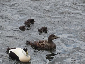 50 reactions | Chick season has started! These gorgeous #eider ducklings were foraging along the shore below the Centre this afternoon. Plenty of adults around to help ward off potential predators. Keep an eye out for them if you’re visiting the Centre or around #NorthBerwick Harbour over the next few days. | Scottish Seabird Centre | Facebook