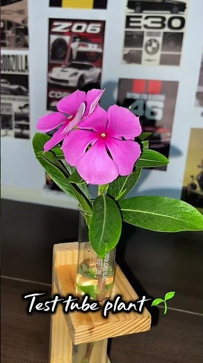Just 99rs, Wooden test tube plant 🌱 holder