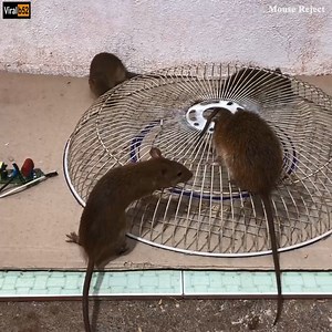 909K views · 13 reactions | Best Electric Mouse Trap /How to make a Homemade Electric Mousetrap With Battery 12V/Mouse Reject Credit: Mouse Reject - youtu. be/pwc0OdHAhp4 | संपूर्ण कोल्हापूर Kolhapur | Facebook