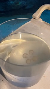 1.9K views · 41 reactions | Today Educator Morgan tells us all about jellyfish life cycles, how they grow, what they and and much more. Watch below then tell us what you learned! | NC Aquarium at Fort Fisher | Facebook