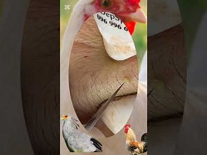 Relax Every Day With Sac Dep Spa #acne #Blackheads Removal | Acne treatment and very satisfying