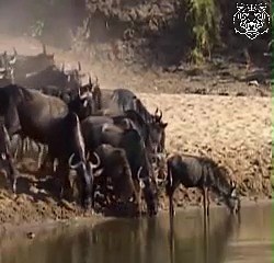 The way that crocodile hunts#animals#amazing animals# | BCS - Wild nature