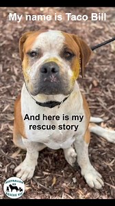 Australian K9 Rescue Vic on Reels