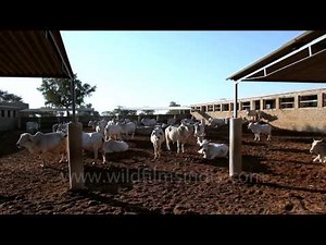 Herd of cattle at Chandan Farm gaushala in Rajasthan