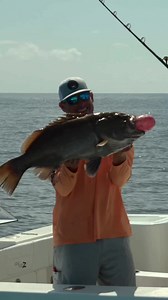 5.5K views · 235 reactions | The Snowy Grouper - Part 2 : Local...
