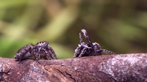 18K views · 765 reactions | following on from last week's post here are a few video scenes of the same species. At first when the male tries to get the female's attention the abdomen (opisthosoma) is elevated and moved from side to side quite slowly. As he closes in his movements become much more rapid. It is quite typical for peacock spiders that the courtship includes a number of different moves | Peacock Spider | Facebook
