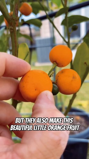 6.3K views · 172 reactions | Calamondin: The Perfect Container Citrus Tree! | Texas Garden Guy | Facebook