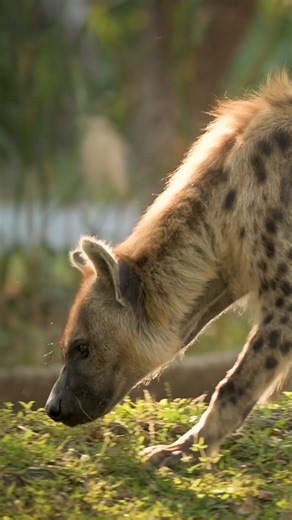 3.4K views · 86 reactions | Celebrating #InternationalHyenaDay with our stars, Obie & Havic!  Join Josh Patrick as he shares fascinating insights about their diet, social life, & more. #ZooMiami  | Zoo Miami | Facebook