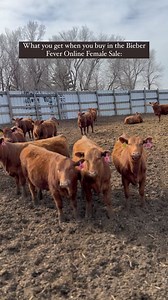 You aren’t just getting cattle when you buy in our sale, you’re getting the best of us. Join us April 17-18 on DVAuction for an online only offering of females. Visit the link in our bio or our website for more info. Or comment below and we will send a link direct to your inbox. #redangus #cattlesale | Bieber Red Angus Ranch