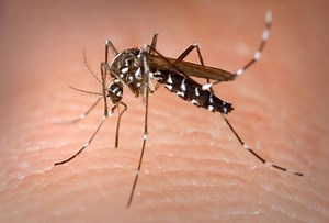 Popular homemade mosquito 'repellent' recipe debunked