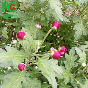 [Hot Item] Trellis Support Netting for Vine Plants and Vegetables in Greenhouses