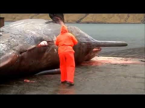 Exploding Whales | Compilation