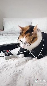 196K views · 4.3K reactions | Kucing jg bisa tik tok kan  #kucinglucu #videoviral #pecintakucing | Nur Azizah Wedding | Facebook