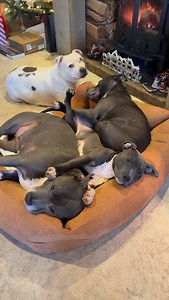 95K views · 7K reactions | Saturday afternoon lounging with the Wolfpack… absolute bliss  Full of leftover turkey, walk done, fire on, and a house full of sleepy Staffies stretched out without a worry in the world. There’s something very special about these quiet moments… comfy beds, gentle snores and that feeling that all is well right here, right now. Bliss… just bliss ✨ #staffylife #staffylove #wolfpacklife #cosydogs #izystaffywolfpack | Izy Staffy Wolfpack | Facebook