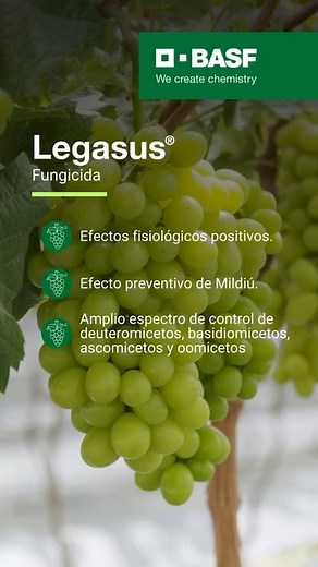 El Mildiú es una enfermedad producida por el hongo Plasmopara viticola que ataca todos los órganos verdes de la vid. Legasus® el fungicida de BASF con efectos positivos y preventivos contra el Mildiú - Dosis recomendada: 2.0 – 2.5 Kg / Ha. Para mayor información, consulte a su asesor BASF en terreno. 🇵🇪🍇💜 #MotivoDeOrgullo #BASF #wecreatechemistry #agricultura #sostenibilidad #innovacion #agriculture #agriculturasostenible #protecciondecultivos #BiggestJobonEarth #EstamosContigo #ElTrabajoMas