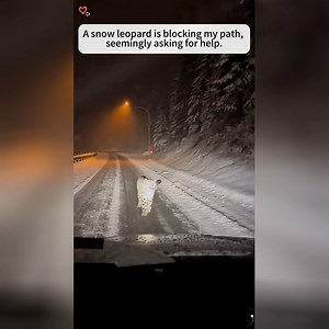 1.4K views · 16 reactions | FULL VIDEO HERE: https://filmebdn.vansonnguyen.com/14025/05/ P0501006 snow leopard is blocking my path,seemingly saking help (Part 1) | Perfect Movie | Facebook