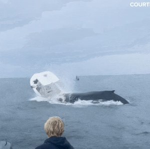#OceanKnows【'pissed off' whale tips fishing boat】 It was whale-y dramatic. A humpback whale suddenly broke the surface of the water. After a leap, it landed in the stern of a fishing boat and tipped over it. Some said the humpback whale was "pissed off". However, experts said that the ship was just unlucky. When whales are in feedings, the high density of fish often block their sight, making it hard for them to know what's on the water. Cr: NY Post #sea #ocean #whale #predation | Mr.Captain
