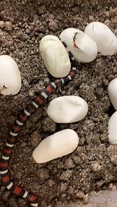 4.1K views · 141 reactions | Our clutch of Pueblan milk snake ( Lampropeltis t. campbelli ) eggs are starting to hatch. This is a non venomous species we display and use in educational programs. | Kentucky Reptile Zoo | Facebook