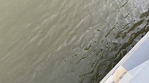 4.2K views · 12 reactions | South Carolina Aquarium on Reels | Facebook