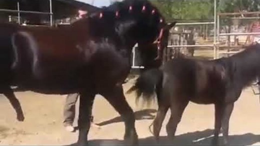 Horse mating compilation dogs mating 马交配 спаривание лошадей cross breeding pak vs nz live GU R