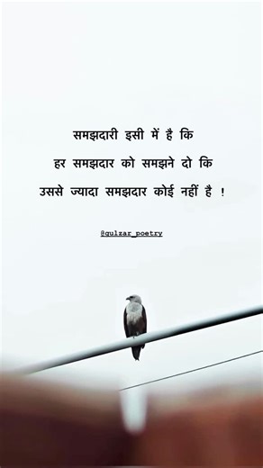 ज़िंदगी गुलज़ार हैं 🦅 on Instagram: "समजदारी 💯 #gulzar_poetry"