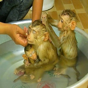 3 lovely monkeys take turns being bathed by their mothers 🙉🐒🥰 | Monkeys TV