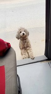 Curled into a tight ball on a dirty street corner, she was a mass of matted fur, shivering against the biting cold. No warmth. No food. Just a ghost in the city, invisible to most who passed by. What followed will stay with you. 🐾❤️ 👉 Find out what happened next in the first comment 👇👇 #Abandoned #StrayDog #AnimalRescue #FrozenStreet | Helping Paws, Healing Hearts