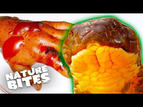Deadly Asia's Snakes: Unveiling the Most Venomous Species | Nature Bites