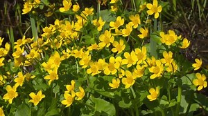 Bright Yellow Flowers Marsh Marigold Caltha : vidéo de stock (100 % libre de droit) 1010195777 | Shutterstock