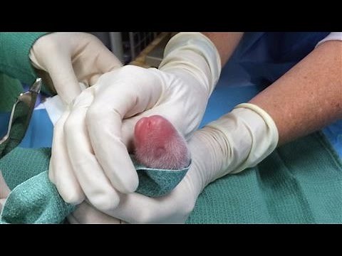 Pandas Born at Smithsonian's National Zoo