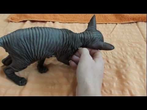 Lovey-dovey Don Sphynx Kitten