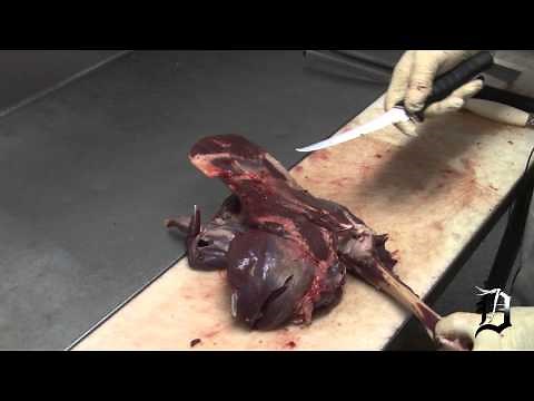How To Process Your Deer 4