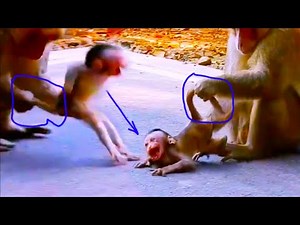 Heartbreaking Story of a Baby Monkey Abused by His Own Father Abused & Abandoned by His Dad