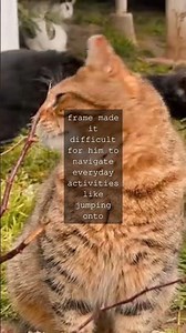 The Purrfectly Unbelievable Case of Himmy The Heaviest Cat on RecordWhen it comes to...