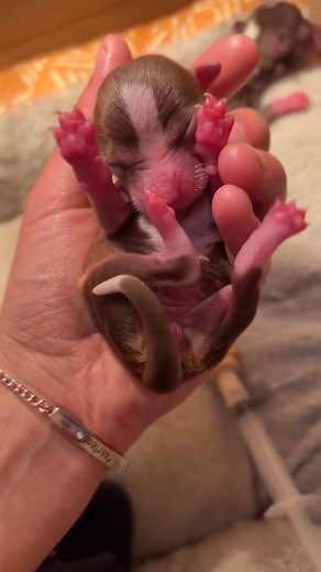 20 reactions | The heartwarming tale of a majestic great dane and a tiny chihuahua, showcasing the limitless power of love, especially in the realm of rescued canine companions ❤️ Witness their touching journey unfold  #adoptedpals #adorableclips | Dear Danes | Facebook