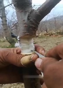 The best method for growing seedlings | All Natural