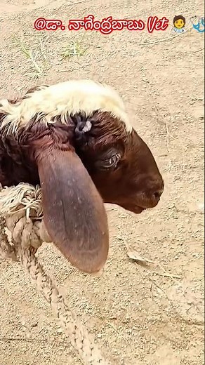 Tetanus treatment in sheep and goats #youtubeshorts #viralvideo #tetanus #tetanusvaccine