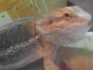 World's Largest Bearded Dragon