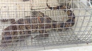 A Siamese crocodile was found accidentally trapped in a fishnet and was later voluntarily handed over to local authorities in Dong Nai, with the support of ENV 👏 | Education for Nature - Vietnam (ENV)
