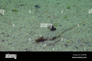 Sailfin dragonet (Callionymus pusillus). Black sea Stock Video Footage - Alamy