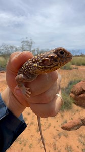 9.4K views · 1.5K reactions | Releasing a Central Netted Dragon (Ctenophorus nuchalis). Pilbara region, Western Australia. | Mick Fullerton Wildlife | Facebook