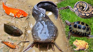 514K views · 5.7K reactions | Catch monster catfish in the hole there are ornamental fish, frogs, turtles, snakehead fish, koi fish #indonaturevalues | Indo Nature Values | Facebook