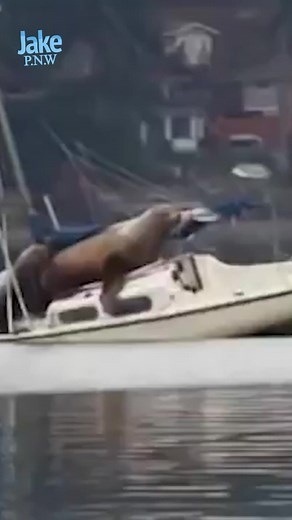 7.9K views · 357 reactions | Sea lions take over a boat... | Jacob Colvin | Facebook